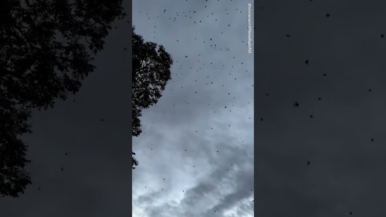 Hundreds of spiders 'rain down' from the sky