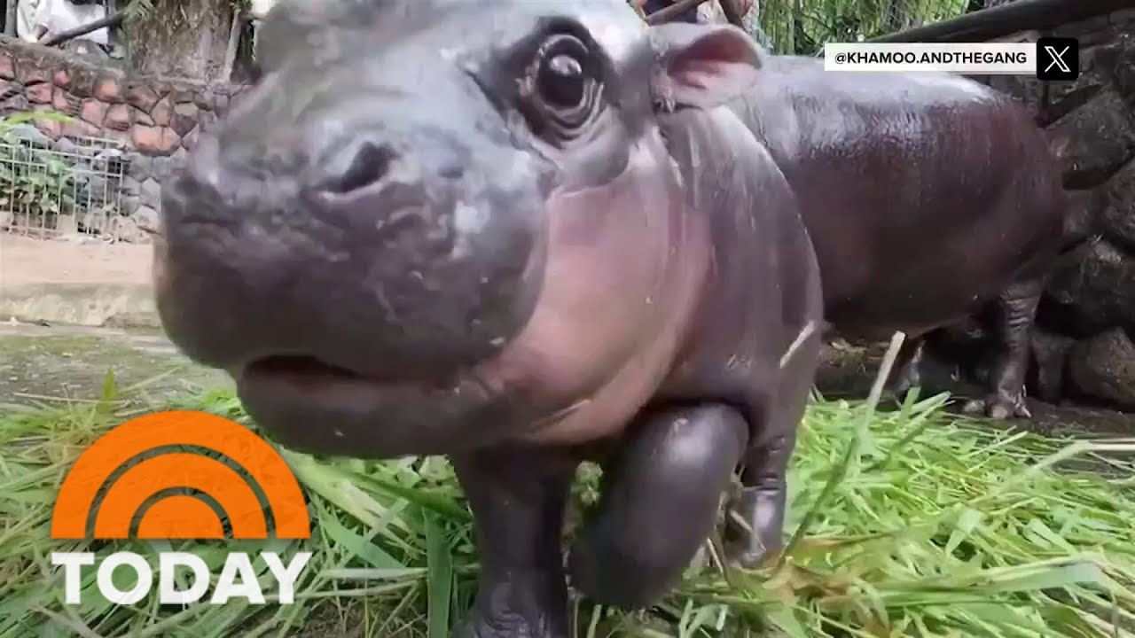 Meet Moo Deng, the baby pygmy hippo taking the internet by storm
