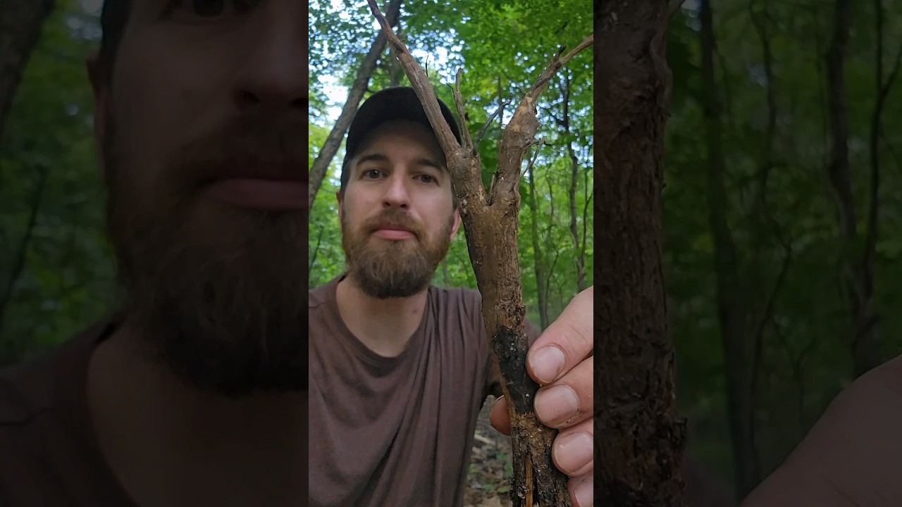 Foraging and cooking burdock root 🌱