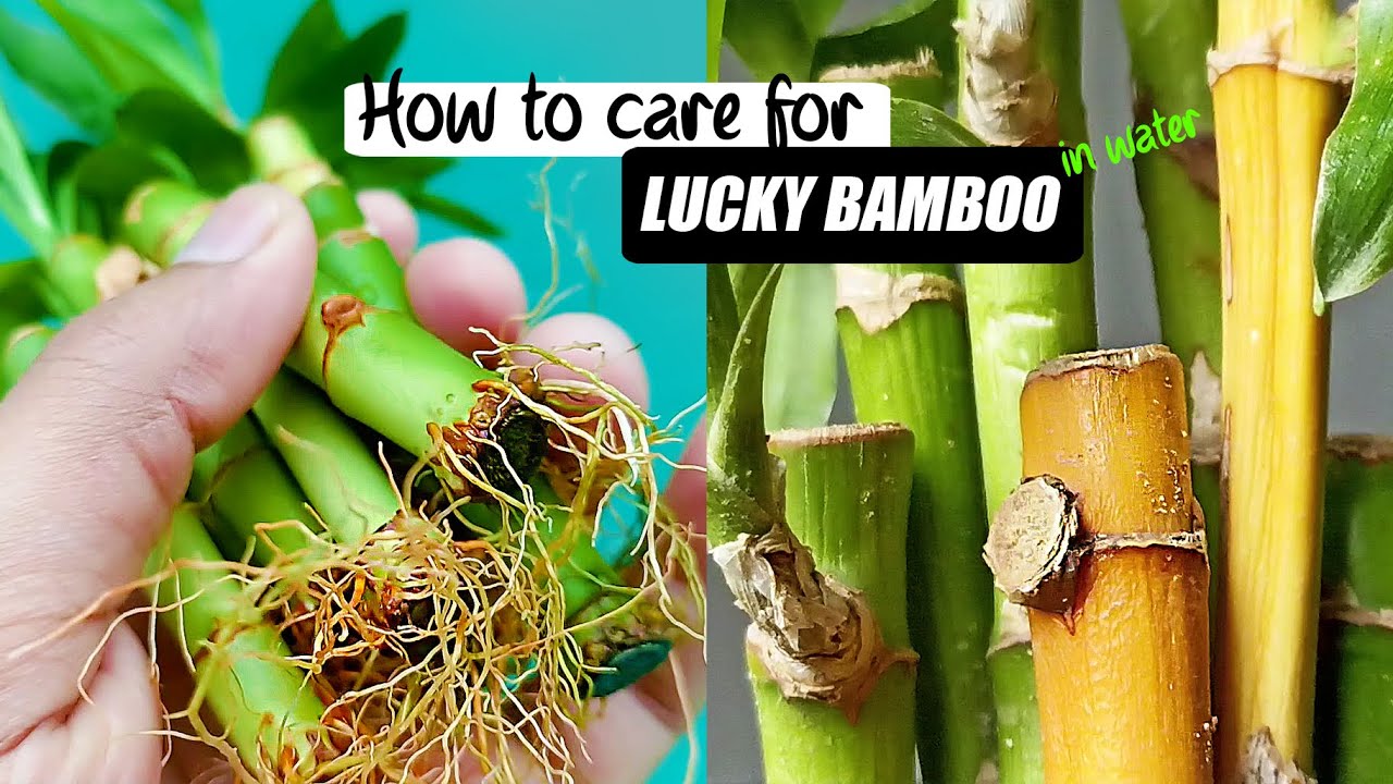 How to care for Lucky bamboo in water