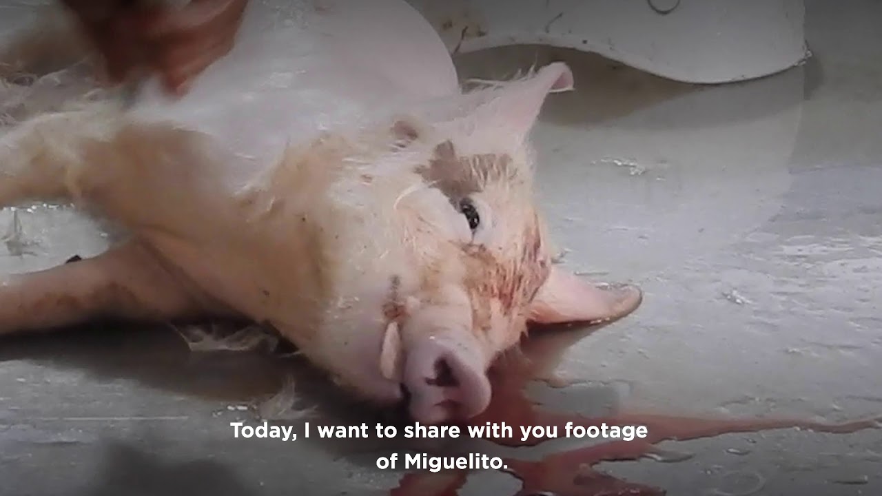 The Story of Miguelito: A New Mercy For Animals Investigation Into Mexican Slaughterhouses