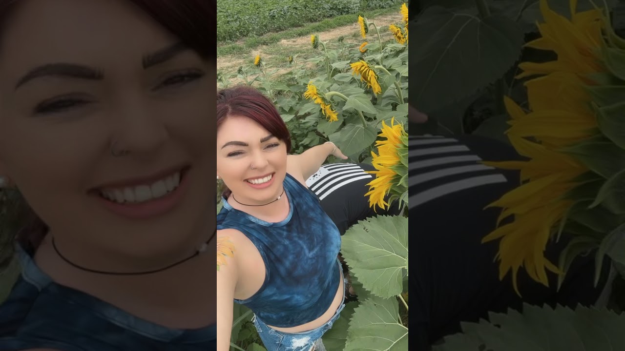 Ass eating in a sunflower field
