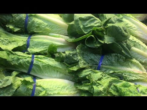 At least 64 infected in E. coli outbreak tied to romaine lettuce