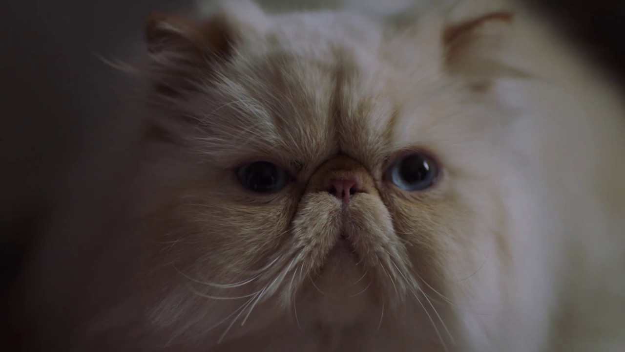Funny AMAZING Commercial - Judgmental Cat Thinks you Boink Too Much