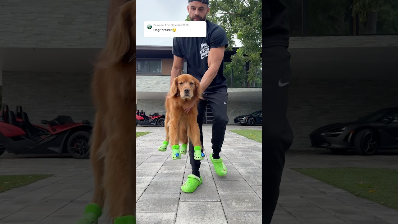 Some people were not happy that I made my dog wear Crocs! #goldenretriever #dogcrocs #dogdad