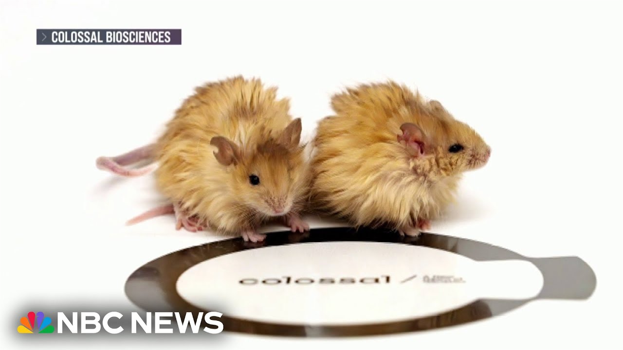 Up close with world’s first “Woolly Mice”