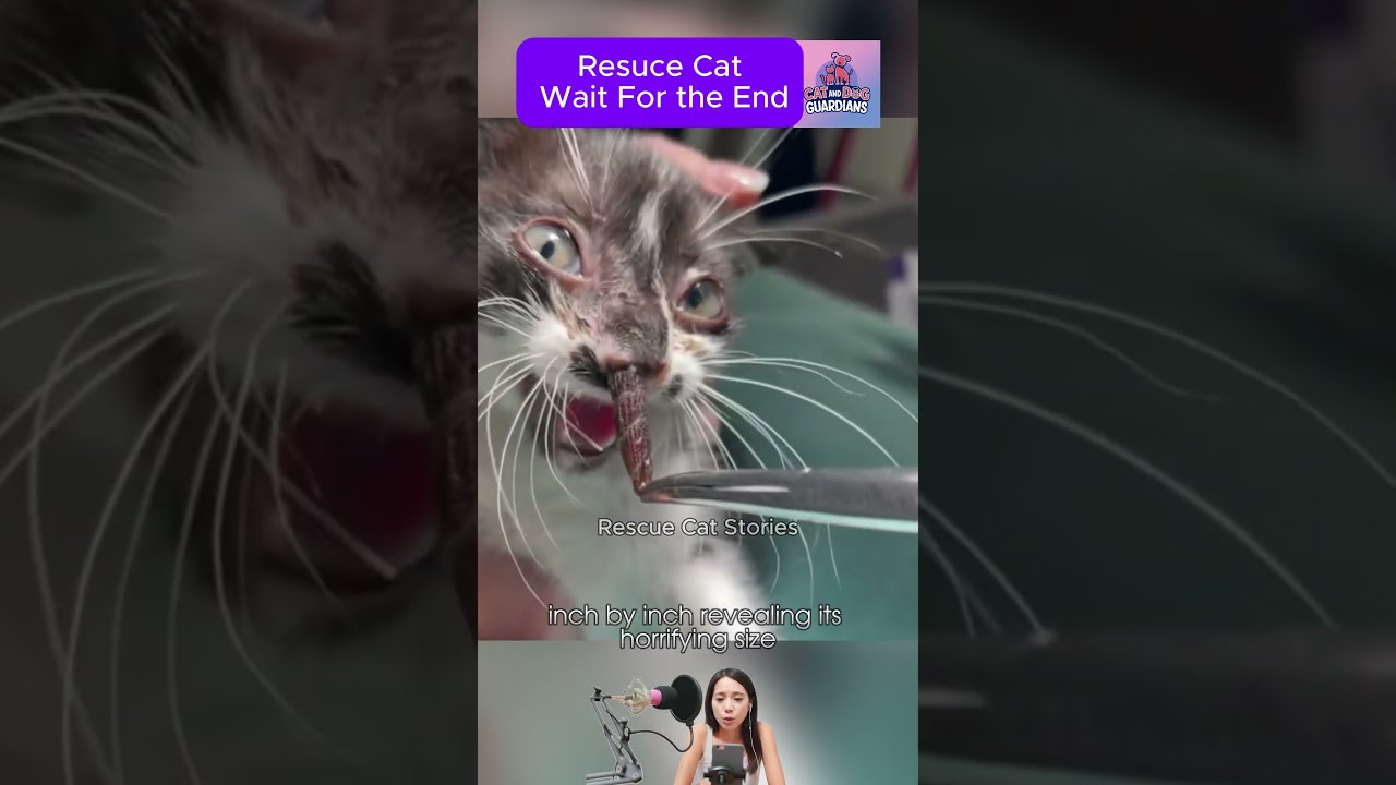 Cat Rescue Botfly Larva Removed From Cat #2 #CatRescue #RescueCat #cat #kittenrescue #kitten