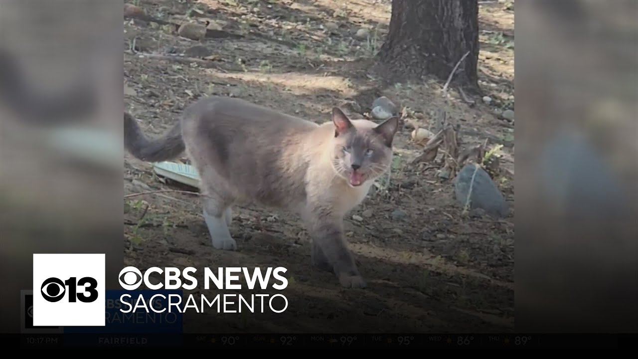 Lost cat that went missing in Yellowstone makes journey back to California