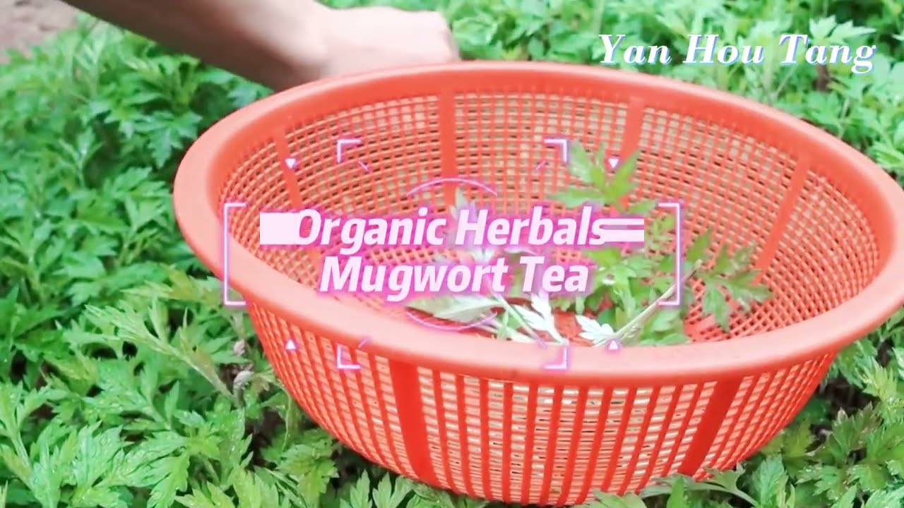 Organic Herbals Mugwort Tea Loose Leaf Leaves Dried Wormwood Artemisia Vulgaris