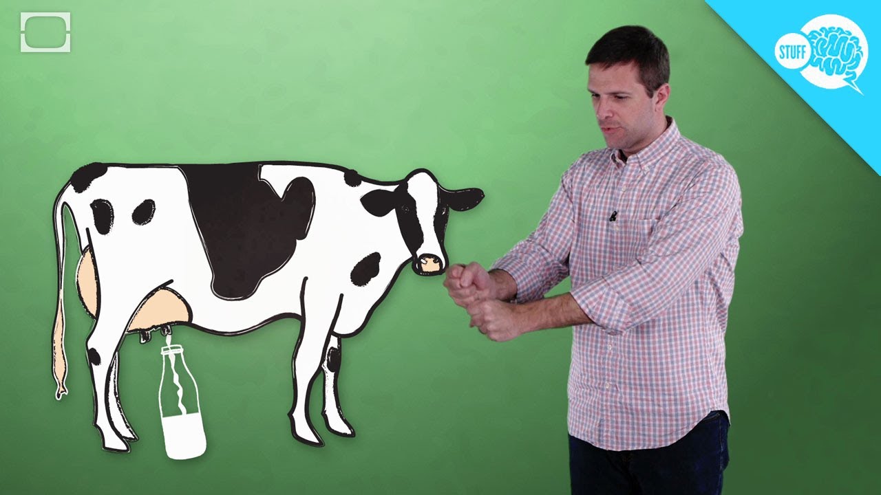 Why Are There So Many Different Kinds Of Milk?