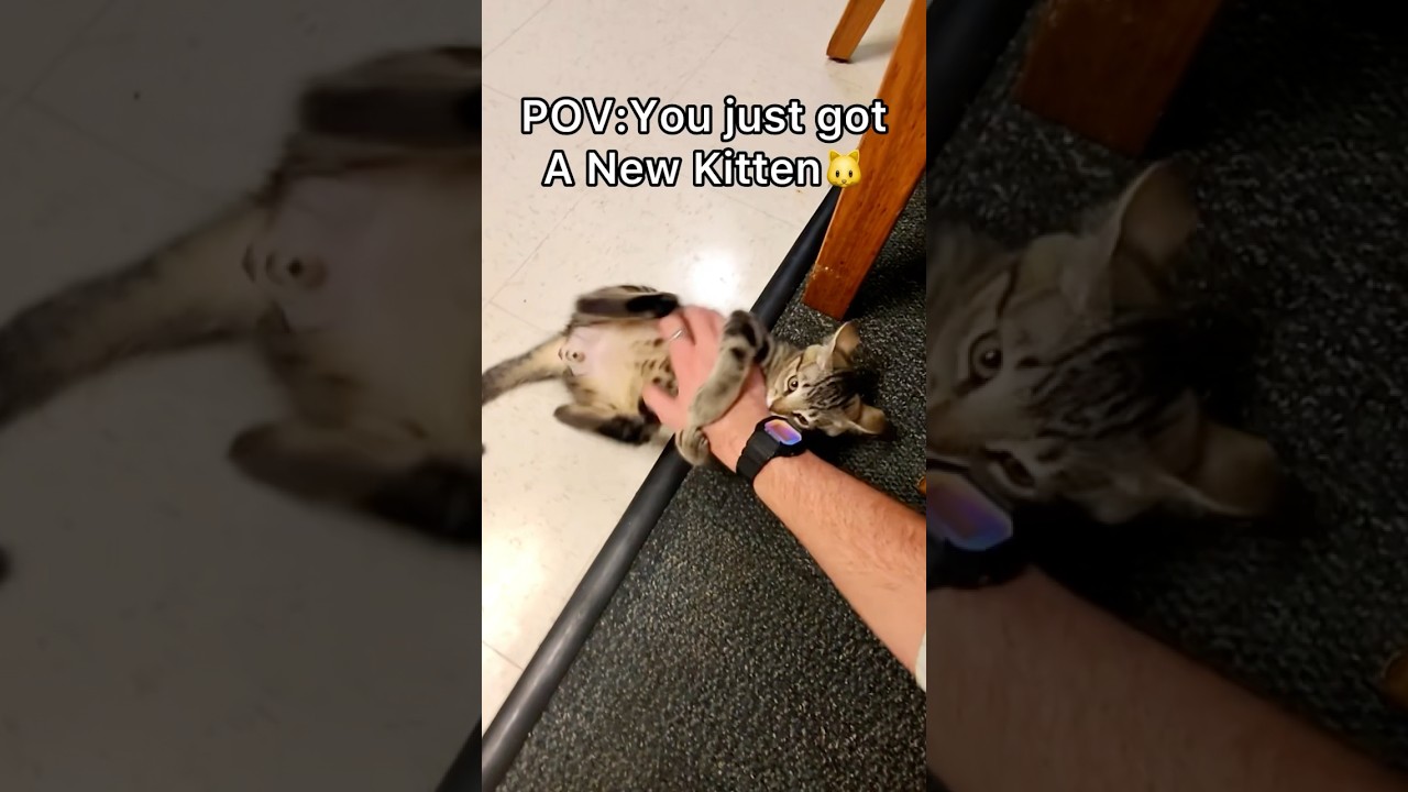 Introducing our new kitty… Mr Ming Ming 🐱#pov #cats #shorts