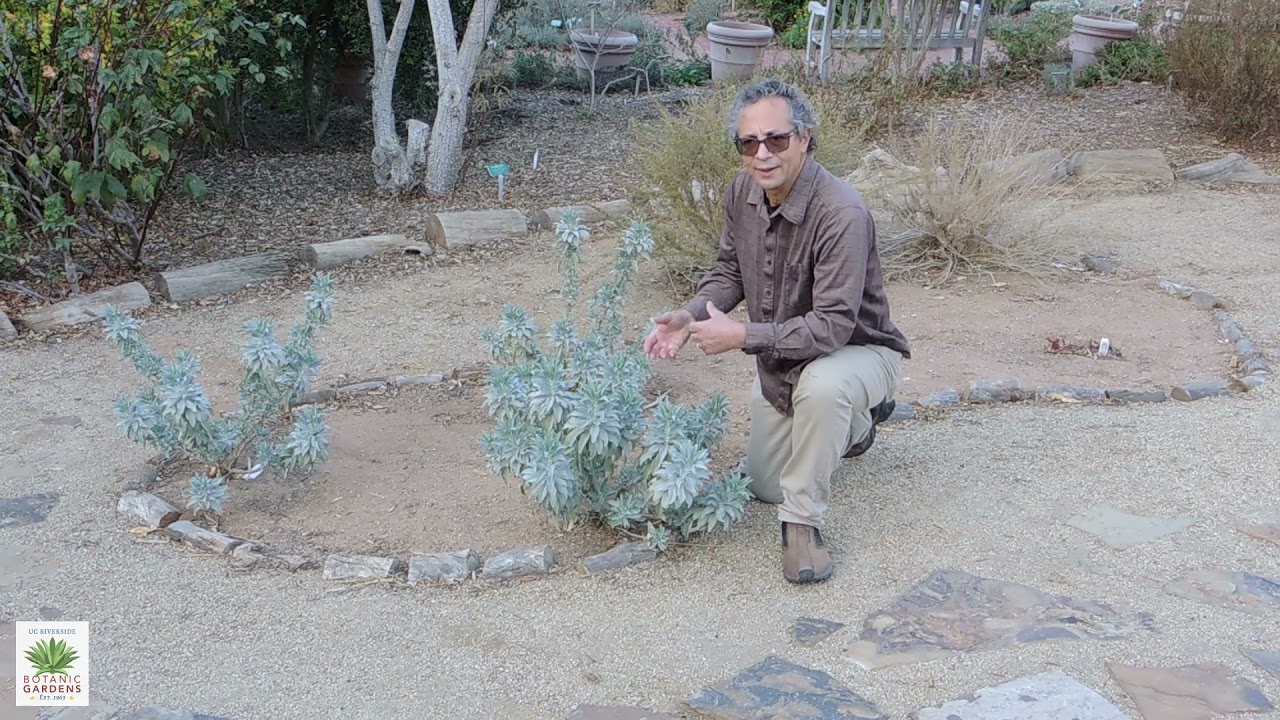 UCRBG California Native Plant Video Series: White Sage