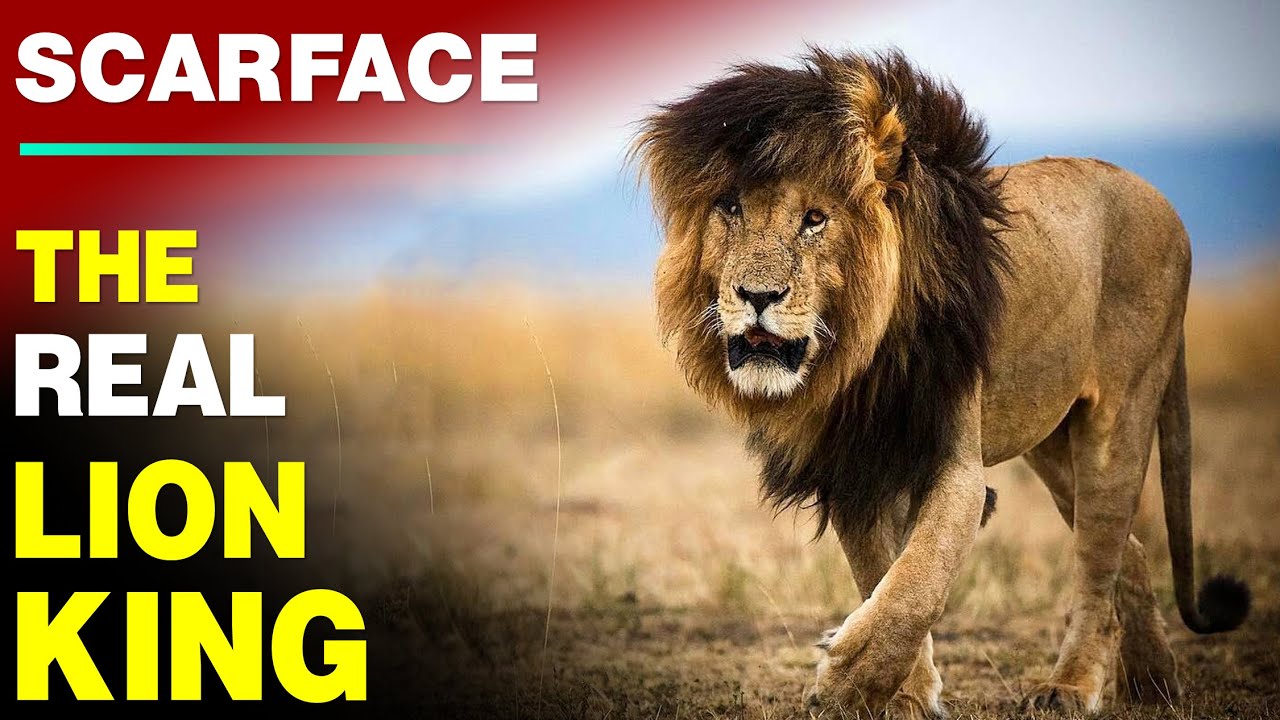 Legendary Lion Scarface & The Story of His Scar | The Rise & Fall of World Famous Lion